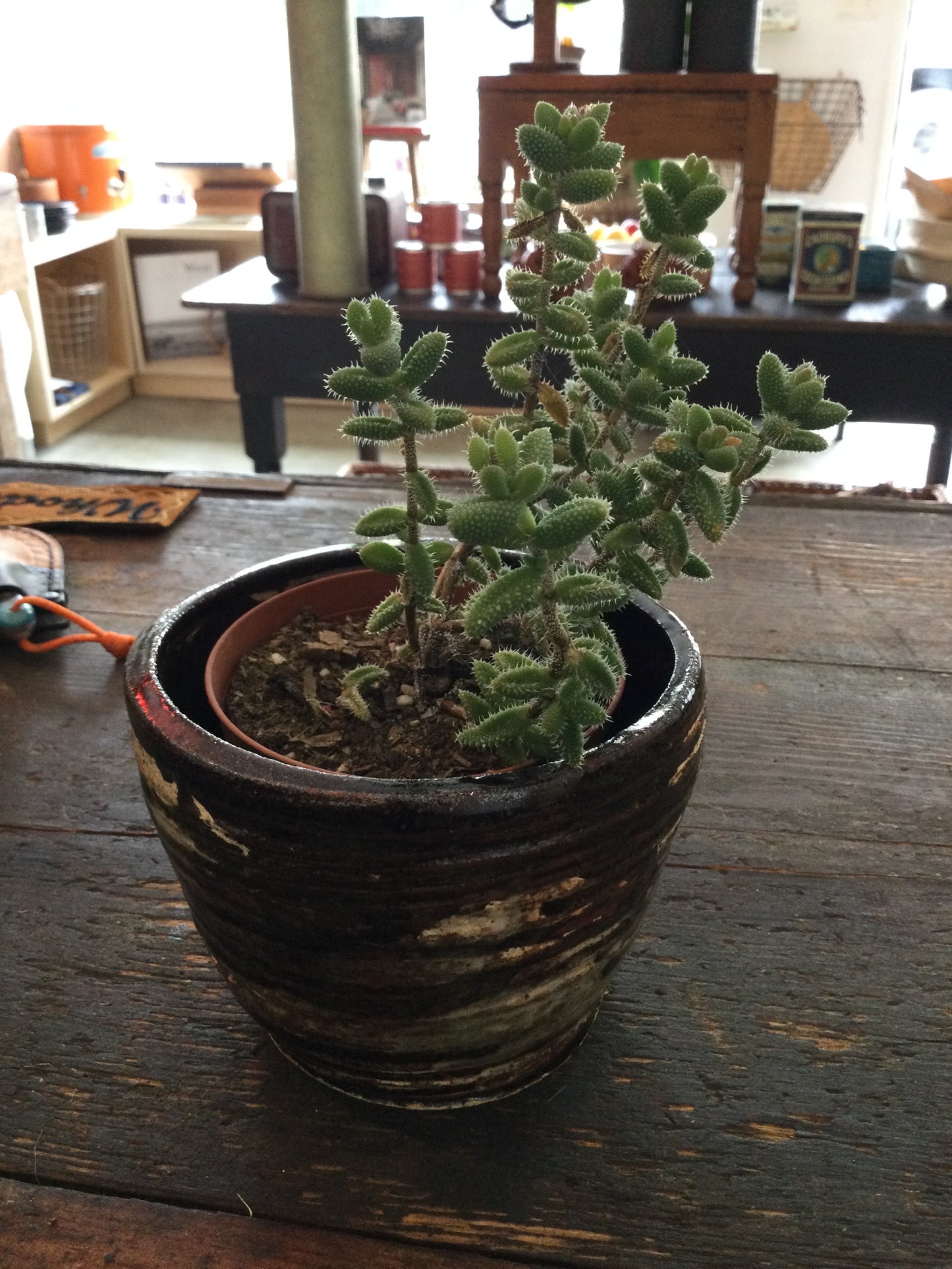 Ceramic Planter