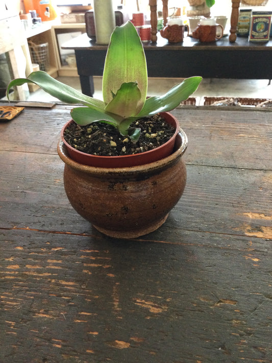 Ceramic planter with plant